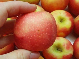 Romania Fruit QC Inspection Surveyor Romania Fruit Surveying Quality Control Services